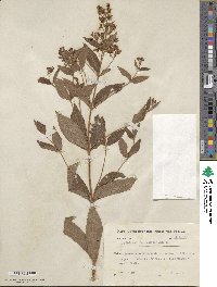 Lysimachia vulgaris image