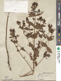 Lysimachia vulgaris image