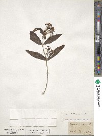 Lysimachia vulgaris image