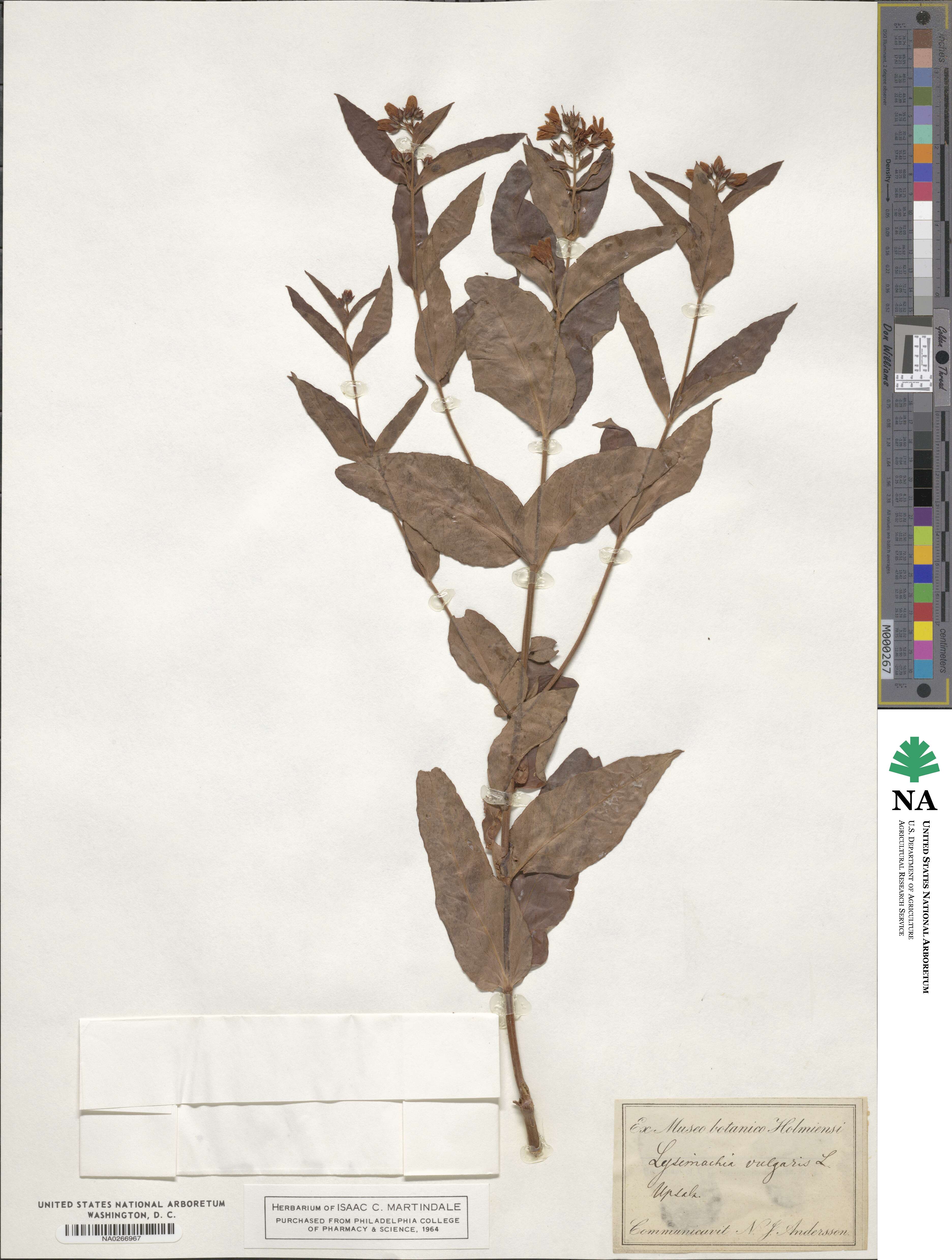 Lysimachia vulgaris image