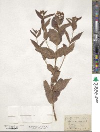 Lysimachia vulgaris image