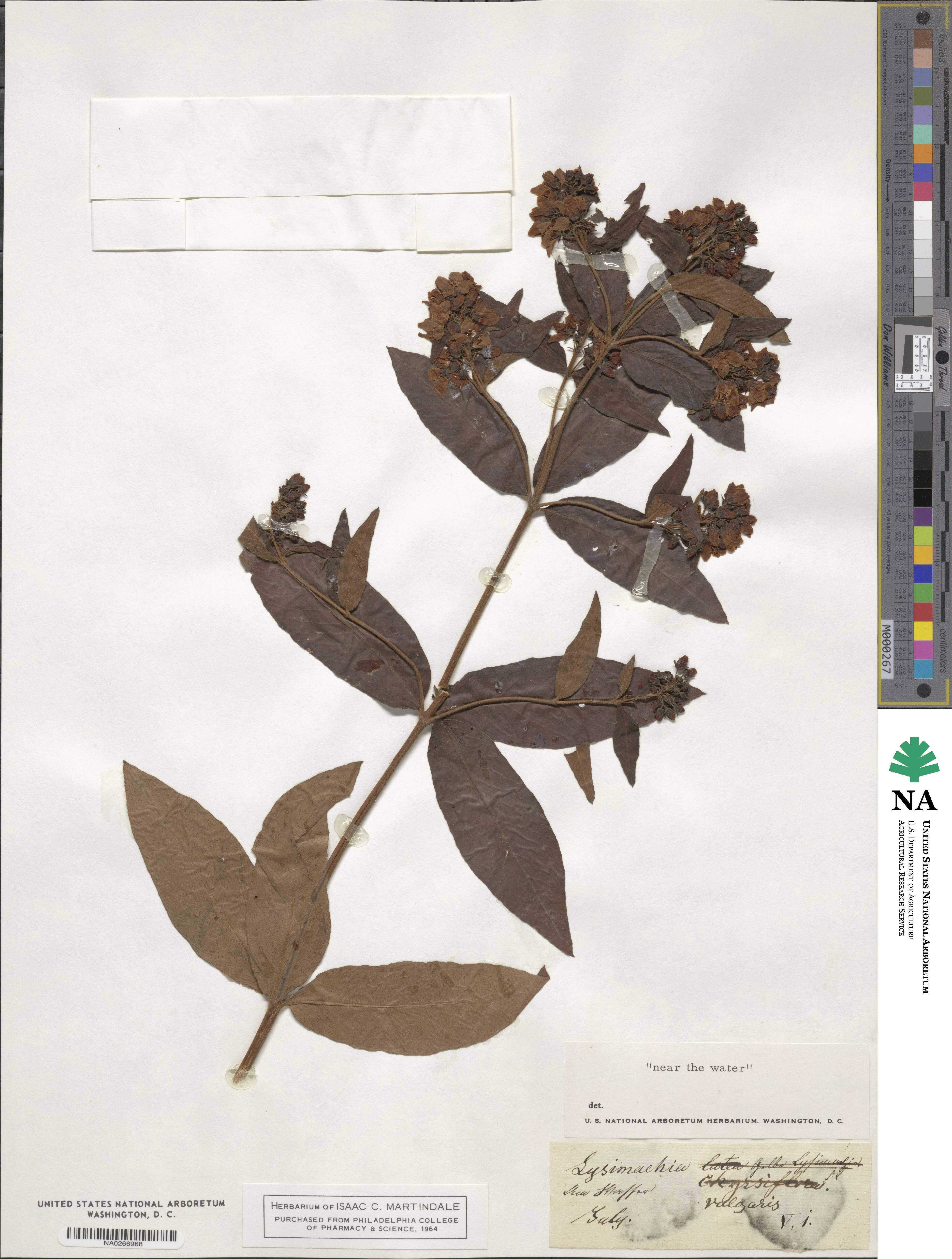 Lysimachia vulgaris image