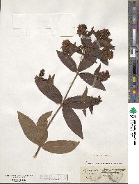 Lysimachia vulgaris image