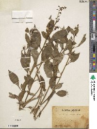 Lysimachia acroadenia image