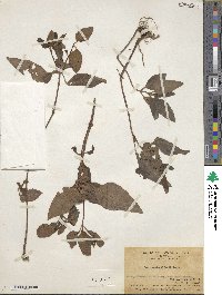 Lysimachia alfredi image