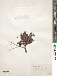 Image of Lysimachia alpestris