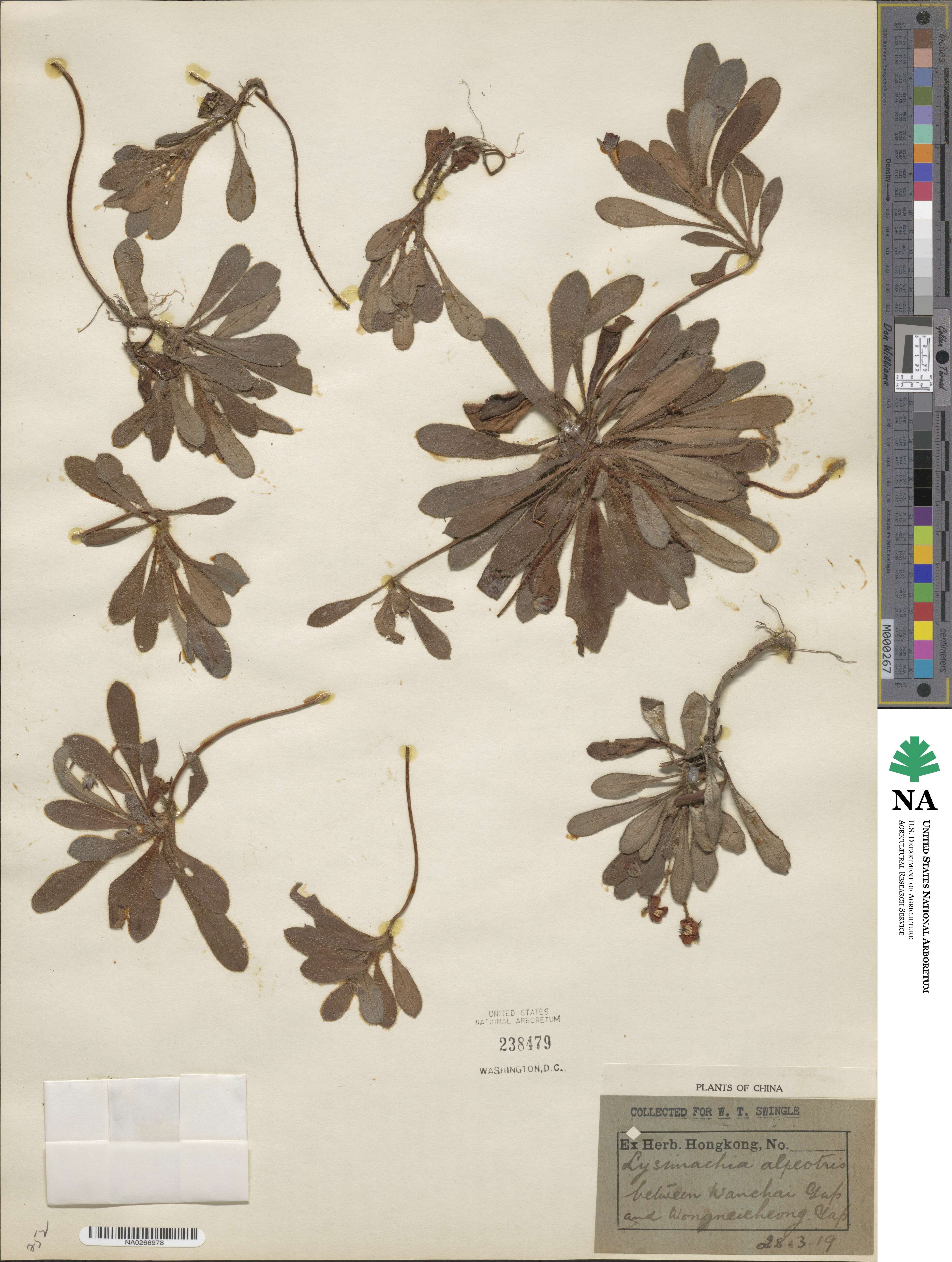 Lysimachia alpestris image