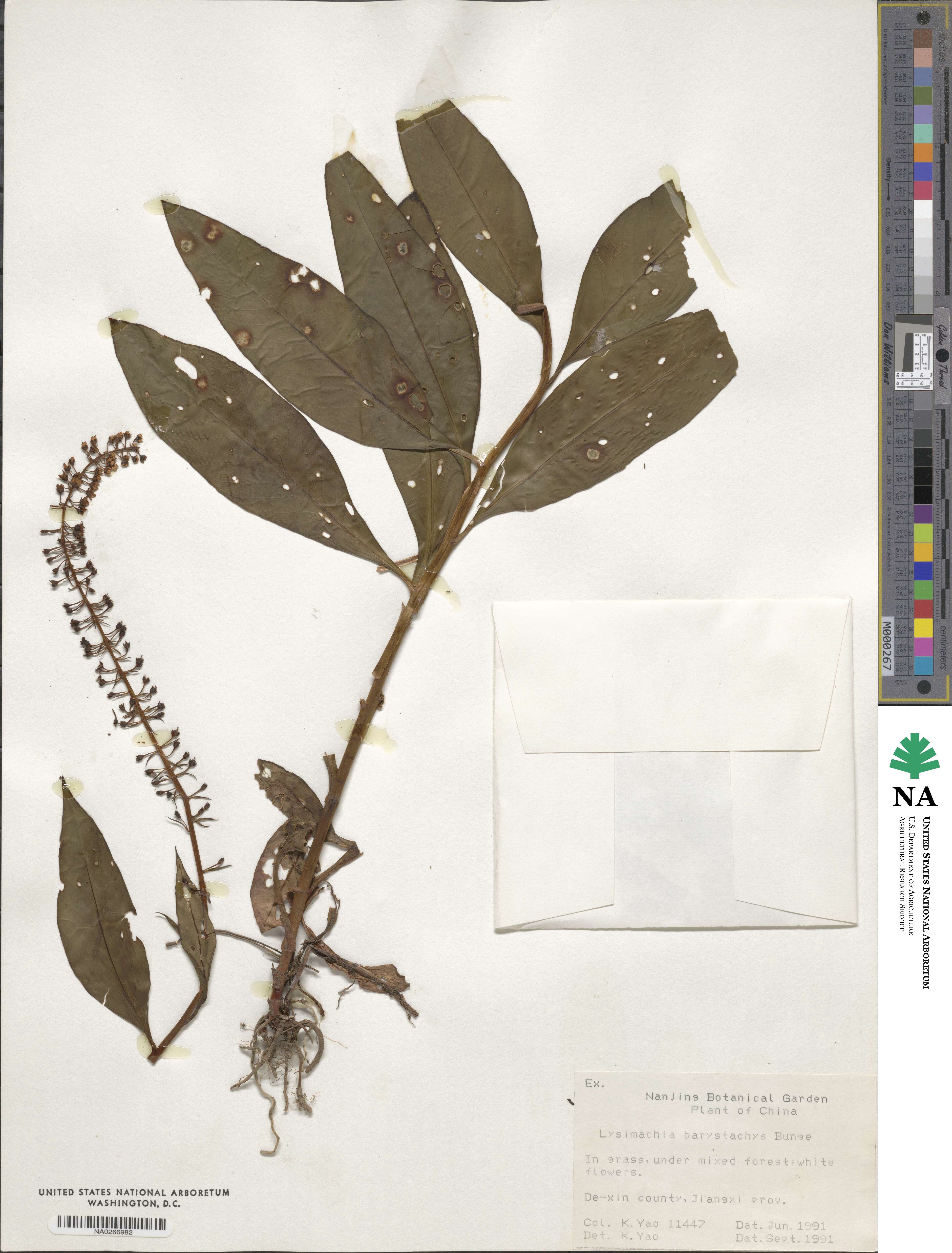 Lysimachia barystachys image