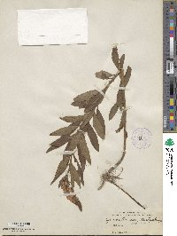 Lysimachia barystachys image