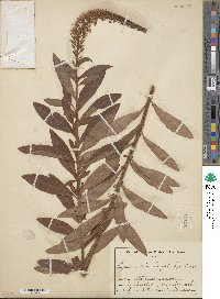 Lysimachia barystachys image