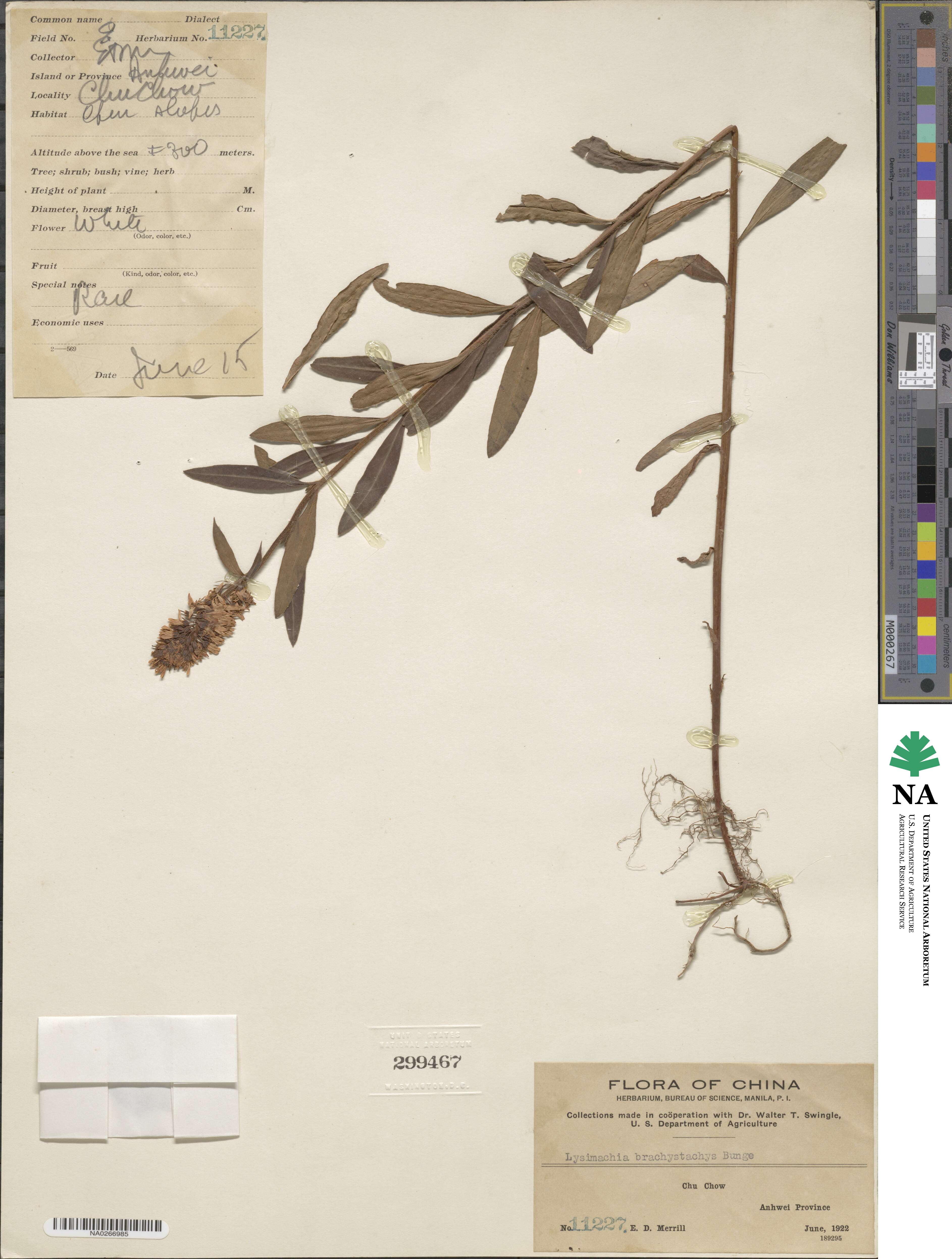 Lysimachia barystachys image