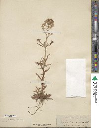 Lysimachia candida image