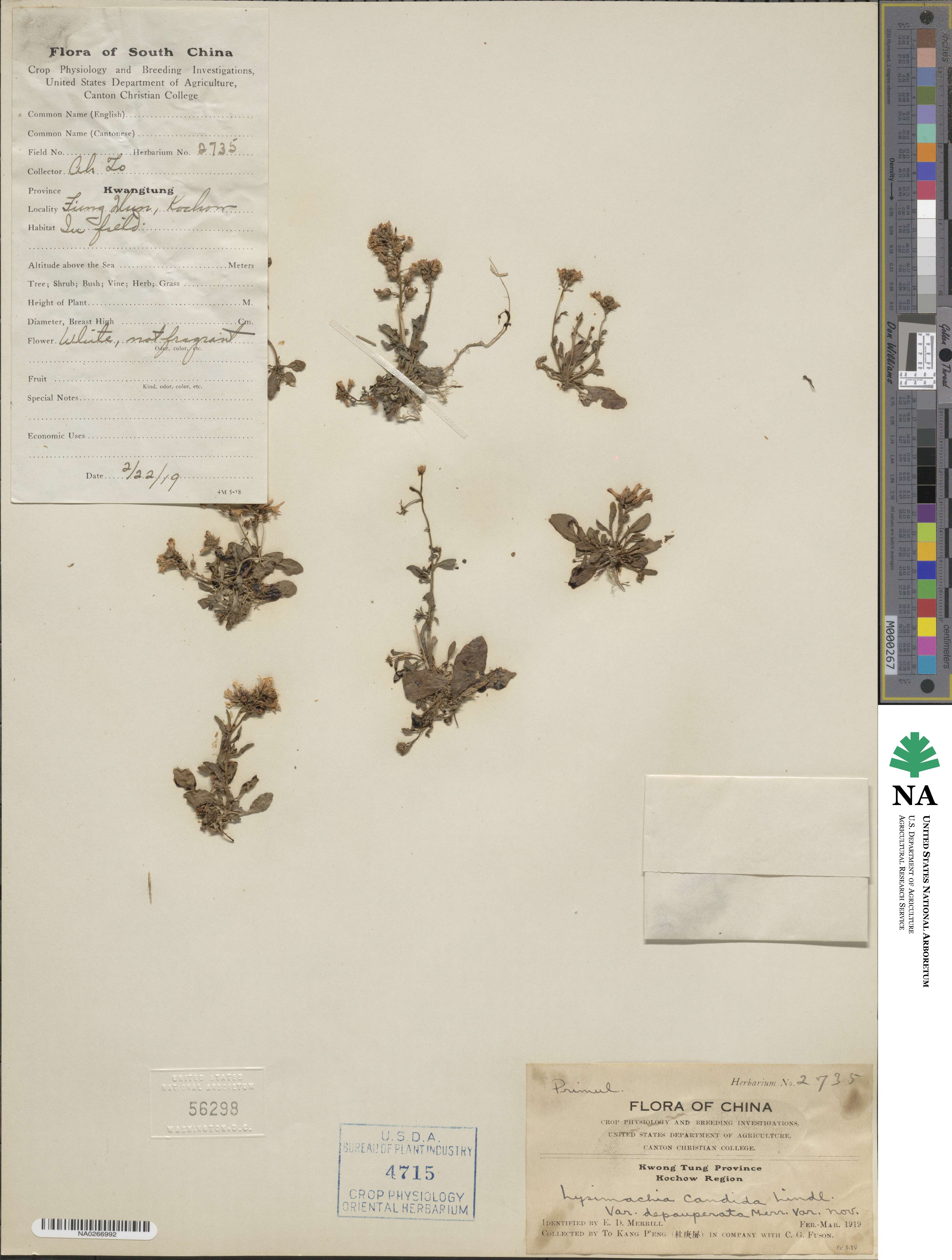 Lysimachia candida image