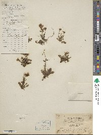 Lysimachia candida image