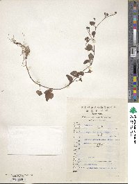 Image of Lysimachia christinae