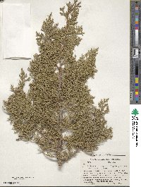 Juniperus monosperma image