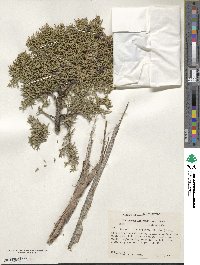 Juniperus monosperma image