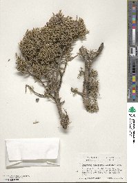 Juniperus monosperma image