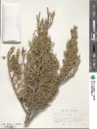 Juniperus monosperma image