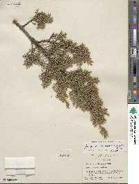 Juniperus monosperma image