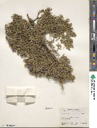 Juniperus monosperma image