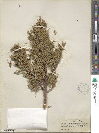 Juniperus monosperma image