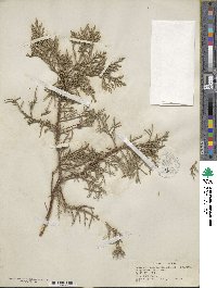 Juniperus monosperma image