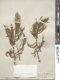 Juniperus monosperma image