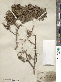 Juniperus monosperma image