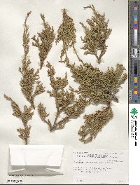 Juniperus monosperma image