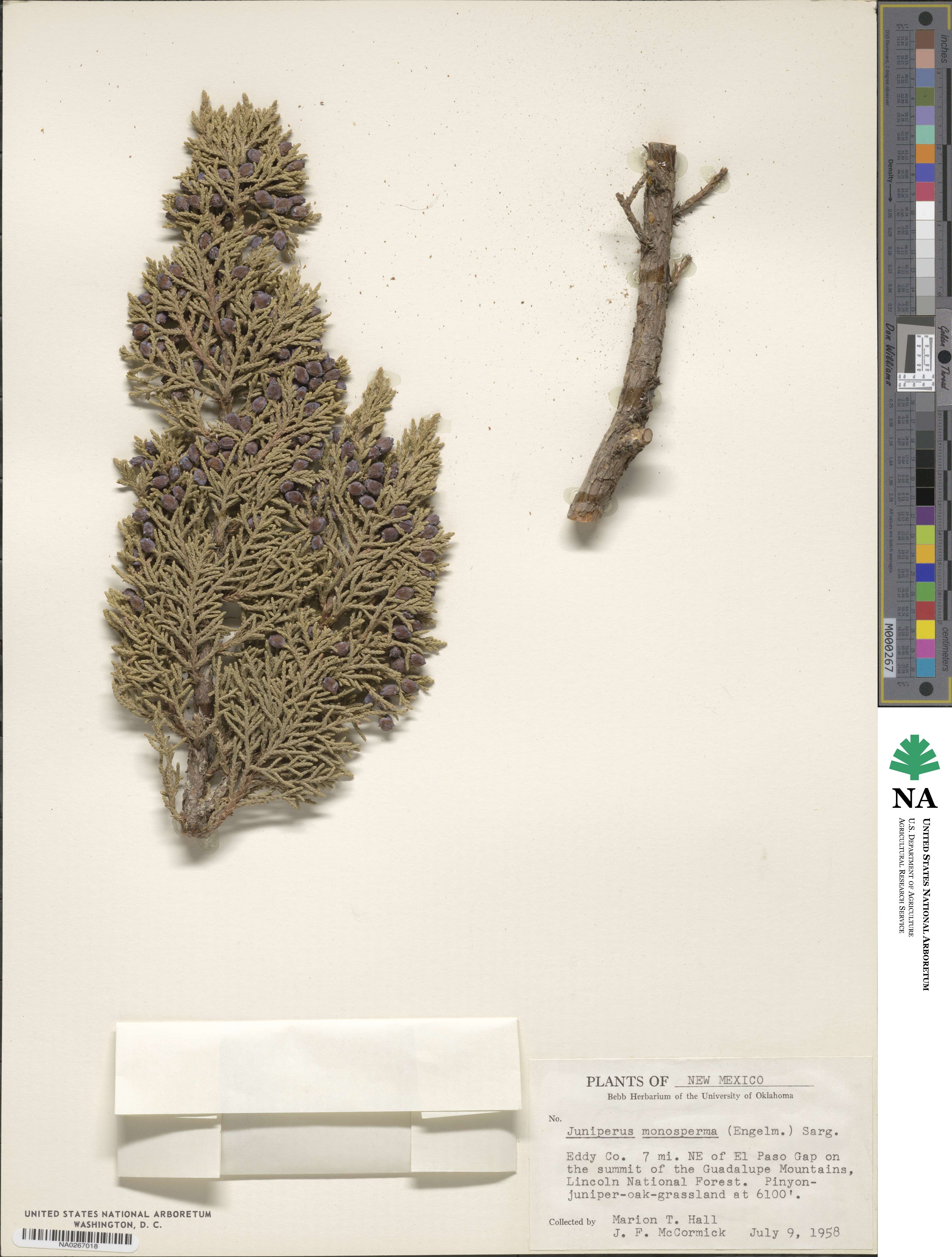 Juniperus monosperma image