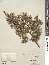 Juniperus monosperma image