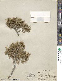 Juniperus monosperma image