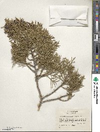 Juniperus monosperma image