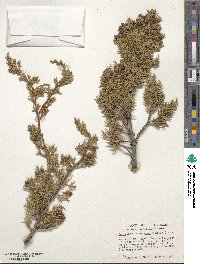 Juniperus monosperma image