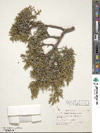 Juniperus occidentalis image