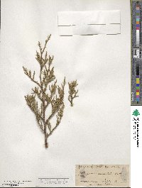 Juniperus occidentalis image