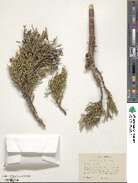 Juniperus occidentalis image