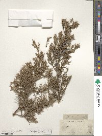 Juniperus occidentalis image