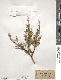 Juniperus occidentalis image