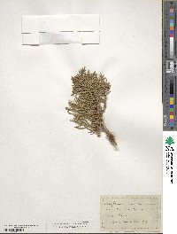 Juniperus occidentalis image