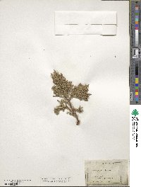 Juniperus occidentalis image