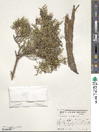 Juniperus occidentalis image