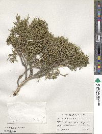 Juniperus occidentalis image