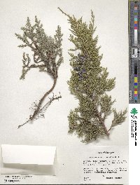 Juniperus occidentalis image