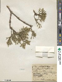 Juniperus occidentalis image