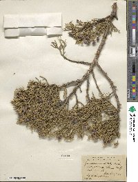 Juniperus occidentalis image