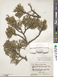 Juniperus occidentalis image