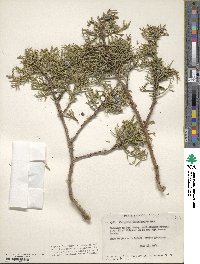 Juniperus occidentalis image