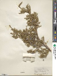 Juniperus occidentalis image